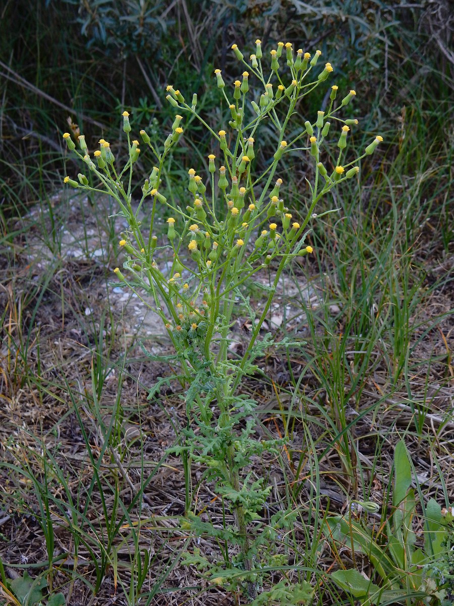 Senecio Sylvaticus senecio-sylvaticus